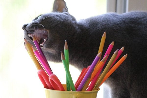 Cat Learning Not to Bite Pencils