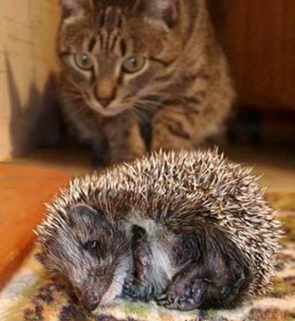 Cat Learning Not to Touch a Hedgehog