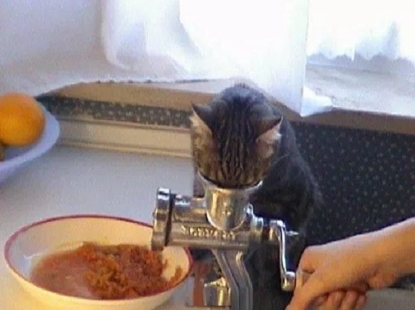 Cat Learning When Not to Lick Something Clean