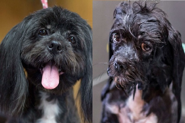 Ten Photos of Dogs Taken Before and After Their Bath