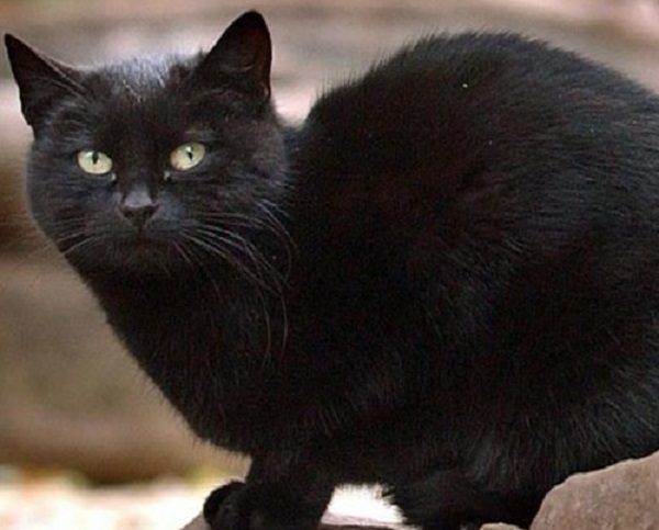 Blackie, the World's Wealthiest Cat
