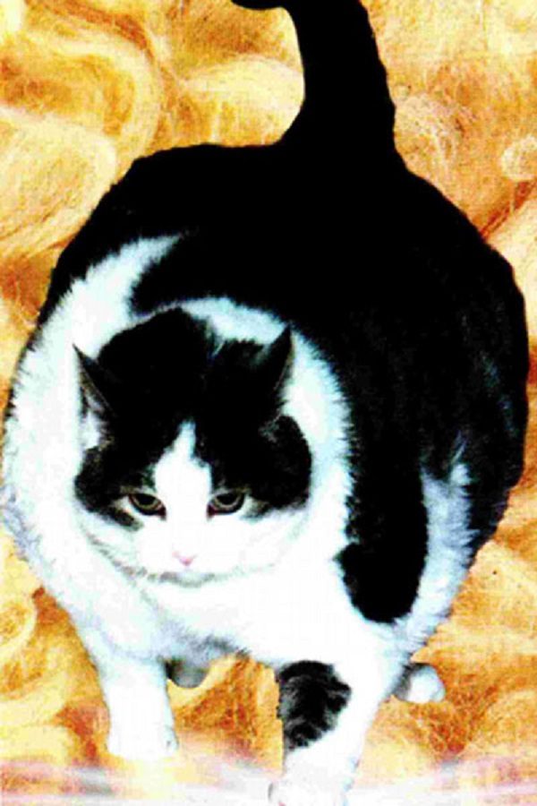 Himmy, The World's Fattest Cat
