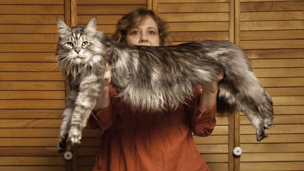 Stewie, the World's Longest Domestic Cat