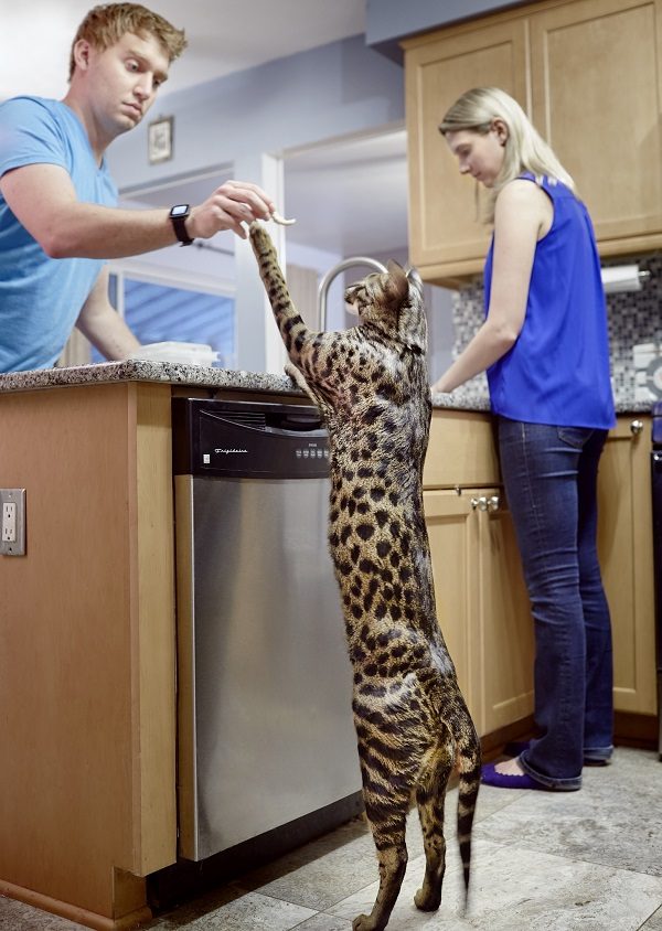 Arcturus, The Worlds Tallest Cat