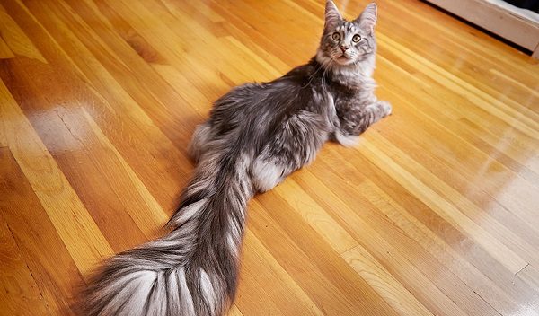Cygnus, the Longest Tail on a Domestic Cat