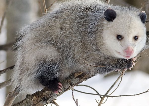 Virginian Opossum 