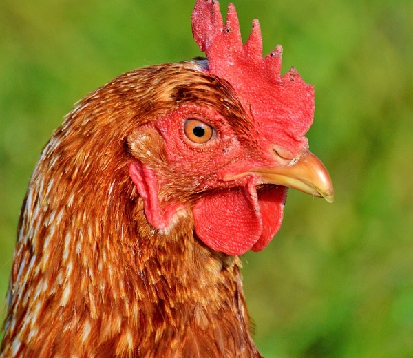 Ten Things That You Need To Know About Red Star Chickens