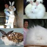 Ten of the Worlds Most Beautiful, Amazing and Unusual Rabbits