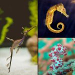 Ten of the Worlds Most Beautiful, Amazing and Unusual Seahorses
