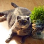 10 Tips to Keep Your Indoor Cat Happy and Healthy