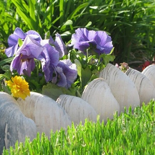 A Garden Border Made From Seashells