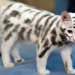 Ten of the Worlds Rarest Species of Cat and Where to Find Them