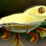 Ten of the Worlds Rarest Species of Frogs and Where to Find Them