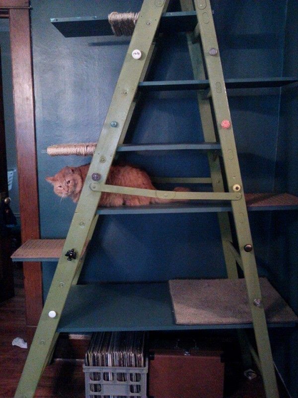 Metal Ladder Turned into a Cat Tree