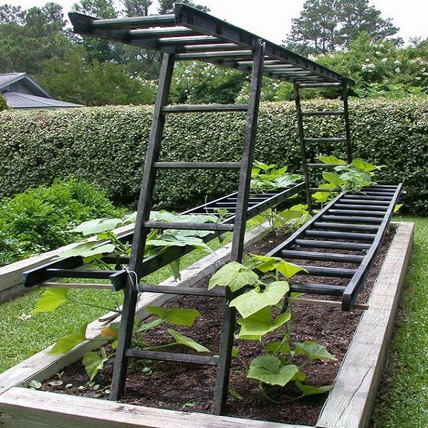 Metal Ladders Turned into Garden Trellis