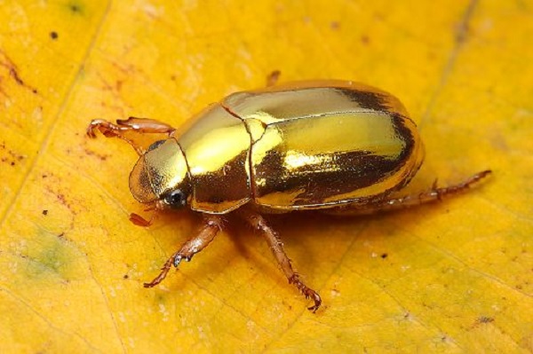 The Golden Christmas Beetle (Anoplognathus pallidicollis)
