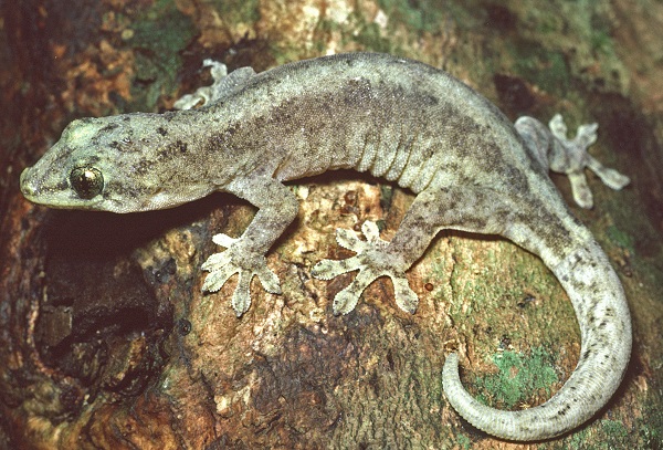 The Christmas Island Chained Gecko (Lepidodactylus listeri)