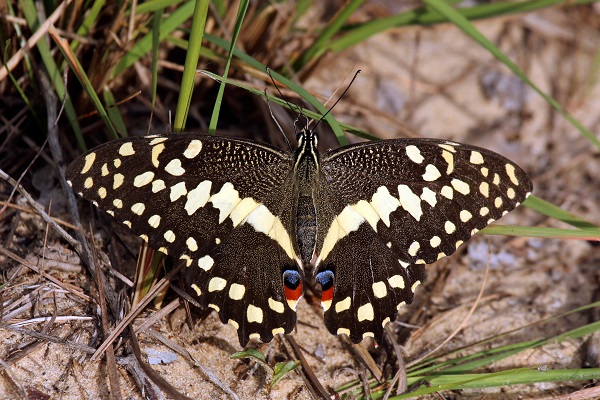 Christmas Butterfly (Papilio demodocus)