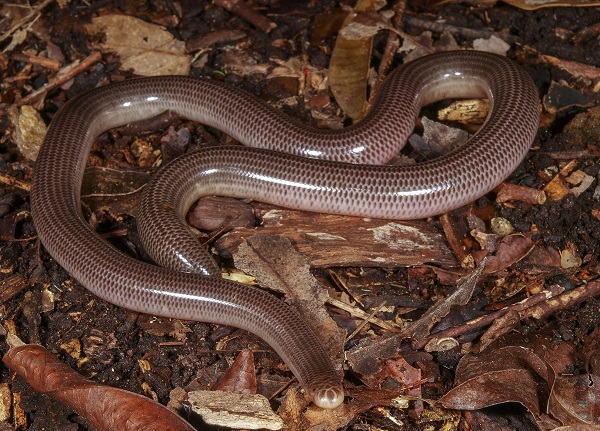 The Christmas Island Blind Snake (Ramphotyphlops exocoeti)