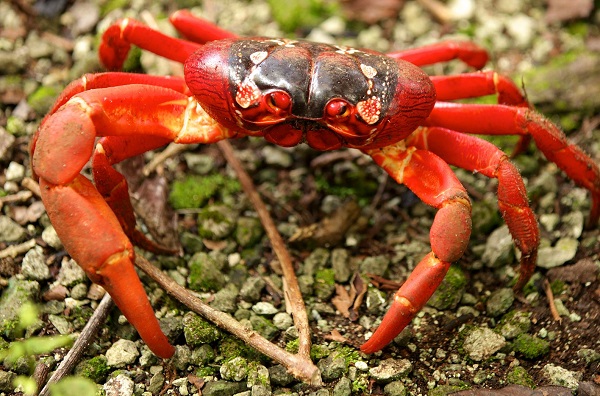 Christmas Island Red Crab (Gecarcoidea natalis)