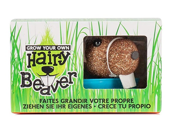 Grow Your Own Hairy Beaver Gift Idea