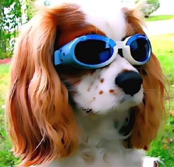 Cavalier King Charles Spaniel - Human-Friendly Dog Breed