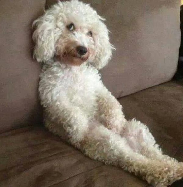 Poodle - Human-Friendly Dog Breed