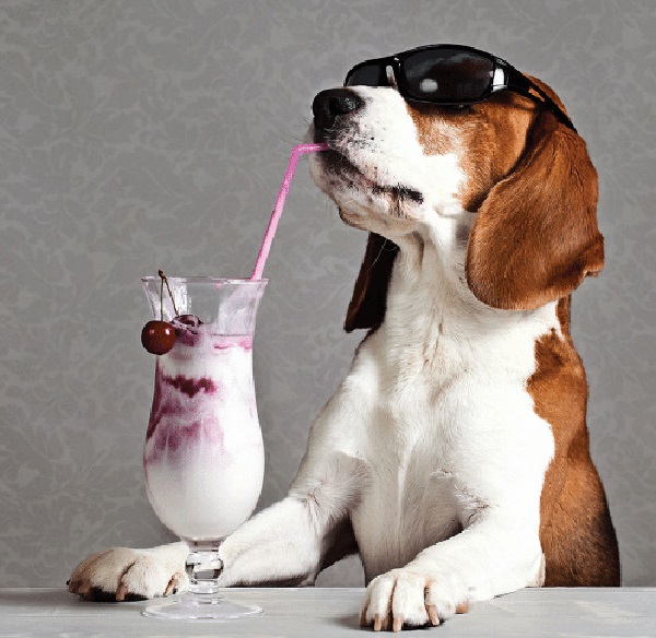 Beagle - Human-Friendly Dog Breed