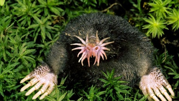 The Star-nosed Mole (Condylura cristata)