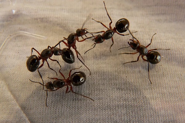 How to Get Rid Of Ants