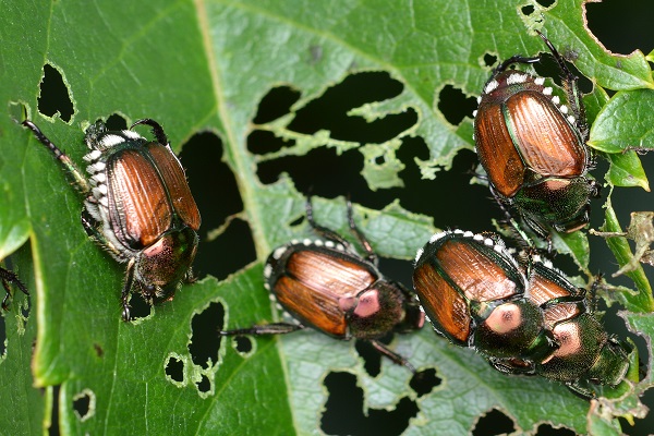 How to Get Rid Of Japanese Beetles