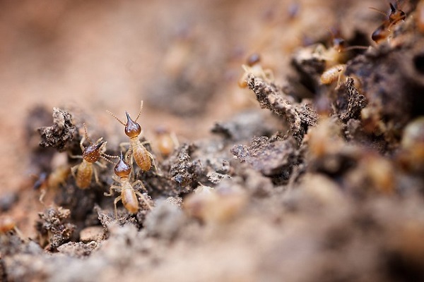 How to Get Rid Of Termites