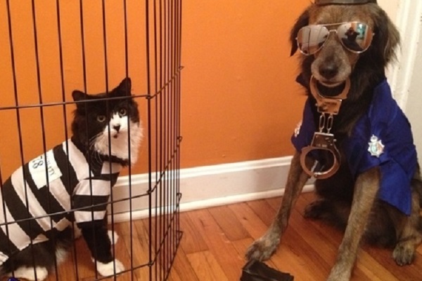 Crimes Committed by Animals - The Cat Burglar