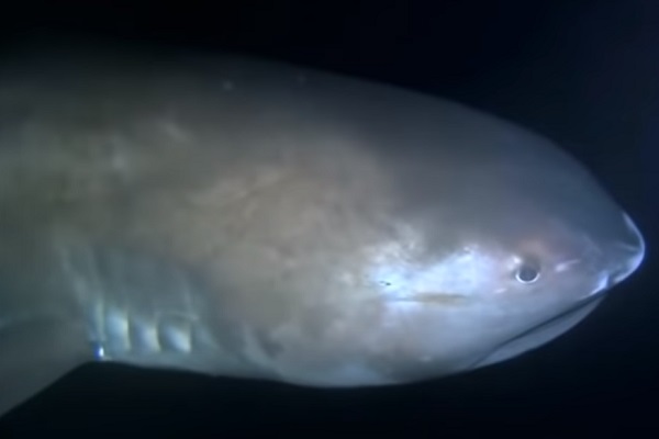 The Megamouth Shark - Scientific name: Megachasma pelagios