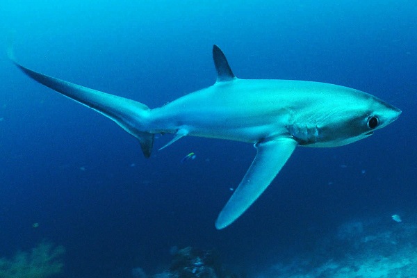 The Big-eye Thresher Shark - Scientific name: Alopias superciliosus