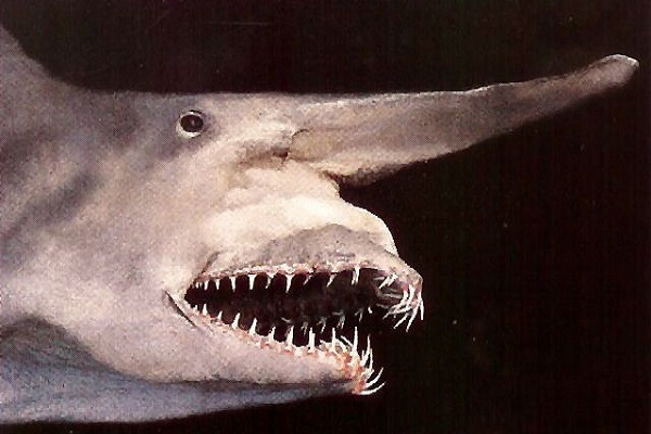 The Goblin Shark - Scientific name: Mitsukurina owstoni