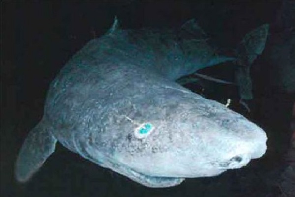The Greenland Shark - Scientific name: Somniosus microcephalus