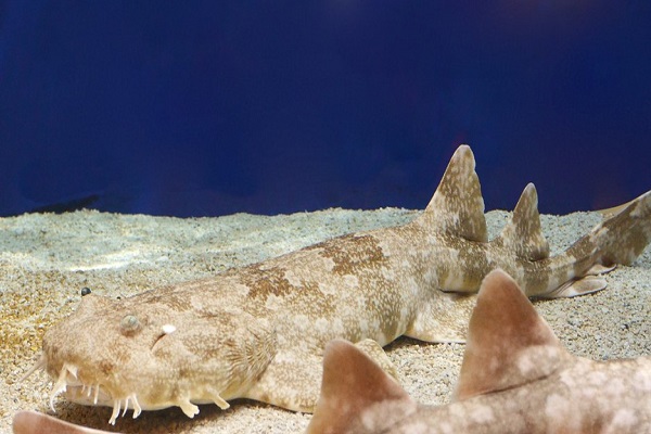 The Wobbegong Shark - Scientific name: Orectolobidae