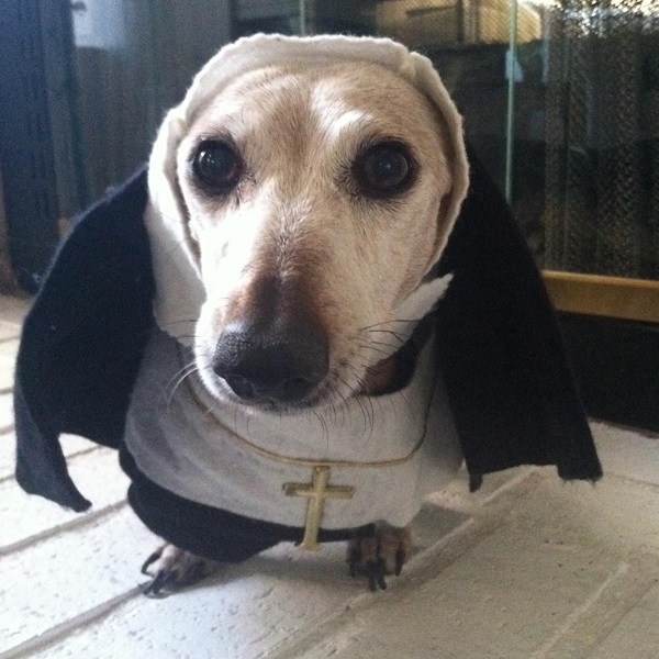 Pet in Nun Costume