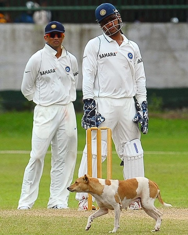 Dogs love cricket as well!