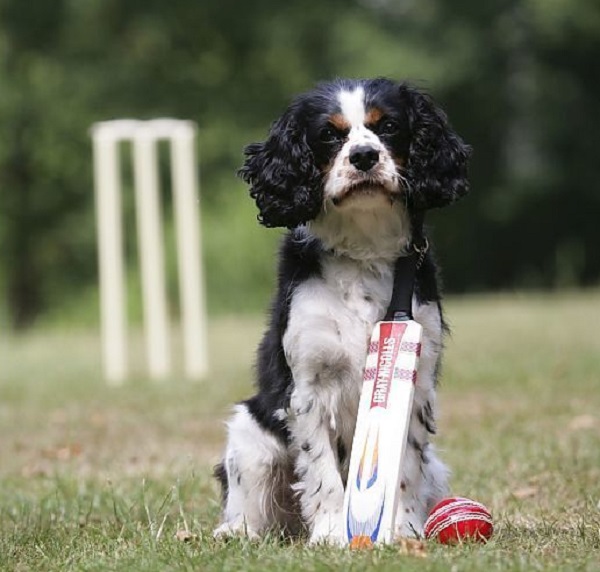 Dogs love cricket as well!