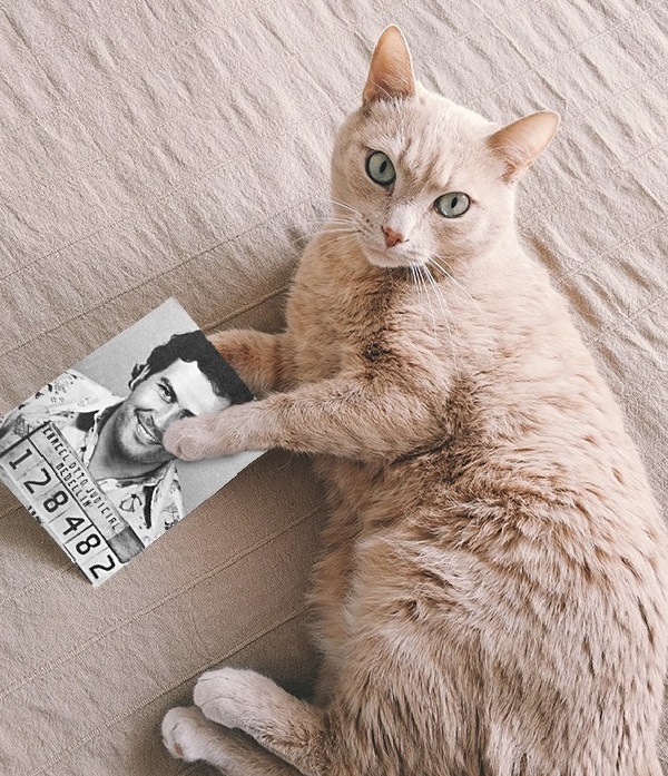 Pablo Escobar Cat