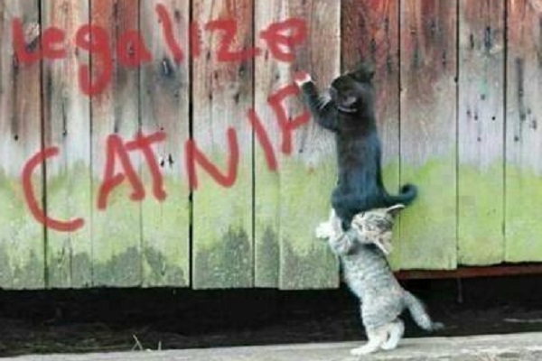Graffiti Cat