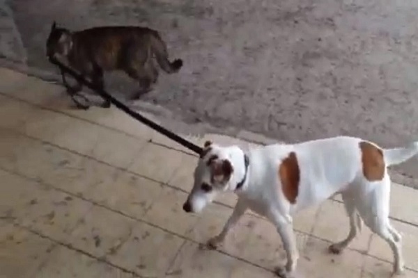 Cat Walking a Dog