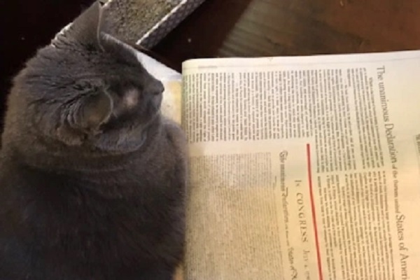 Declaration of Independence Cat
