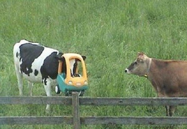 Unlucky Cow With its Head Stuck