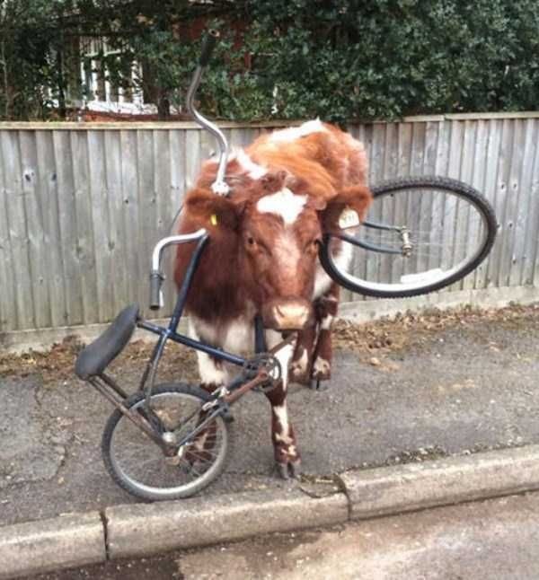Unlucky Cow With its Head Stuck