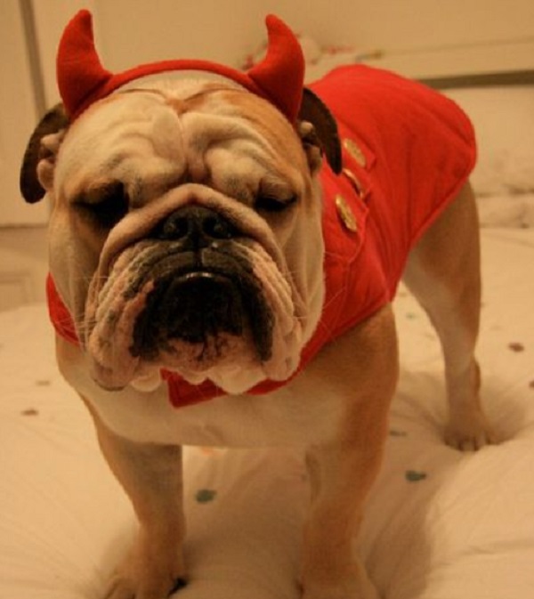 Dog Wearing Devil Costume