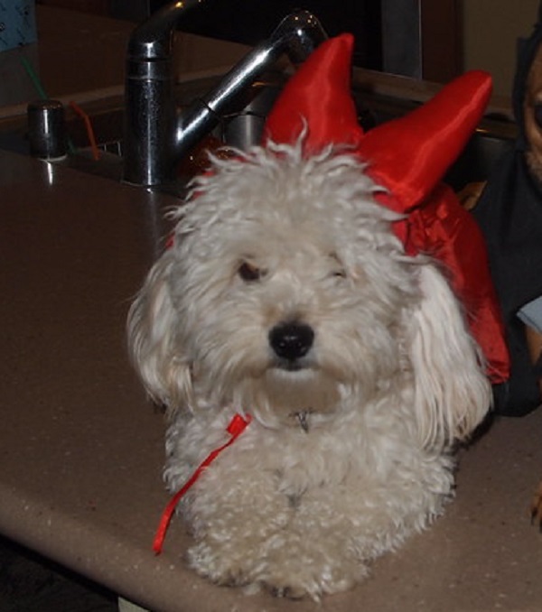 Dog Wearing Devil Costume