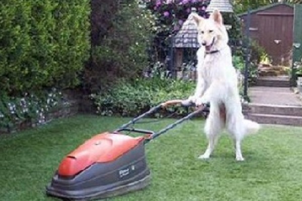 Ways to Make Sure Your Yard Always Looks Fresh - Mowing